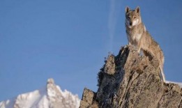 雌狼在线观看影片,野性呼唤下的生存传奇